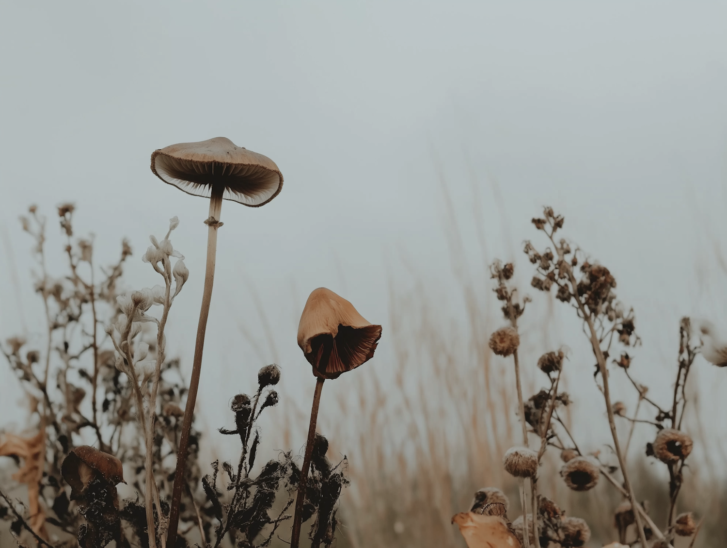 Mushrooms and Dried Plants Close-up