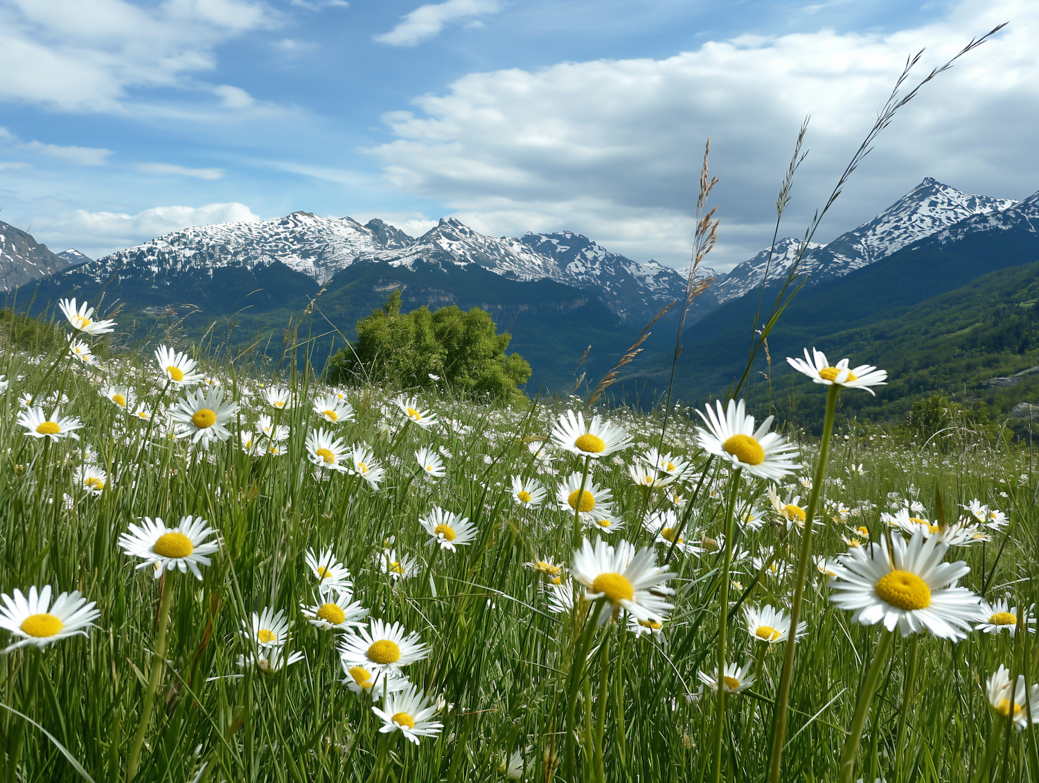 Springtime Serenity with Daisies and Snow-Capped Mountains