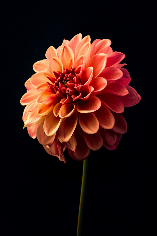 Vibrant Gradient Flower