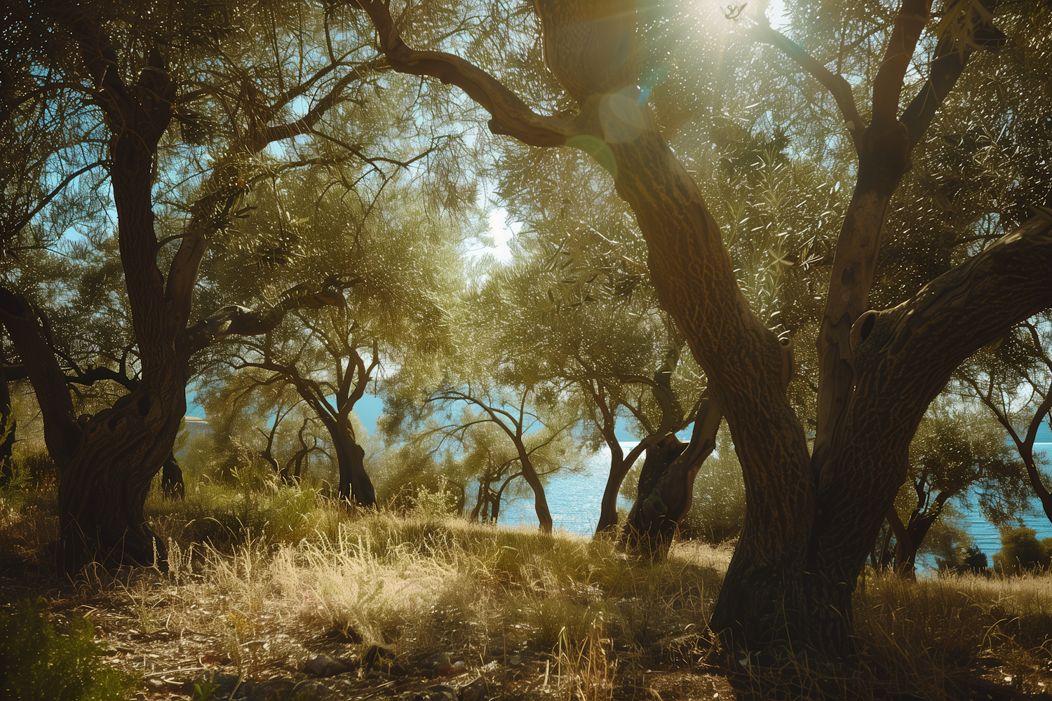 Serene Olive Grove by the Sea