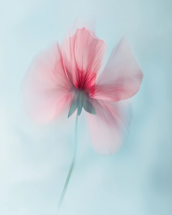 Delicate Pink Flower