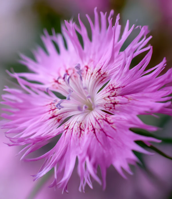Vibrant Pink Flower