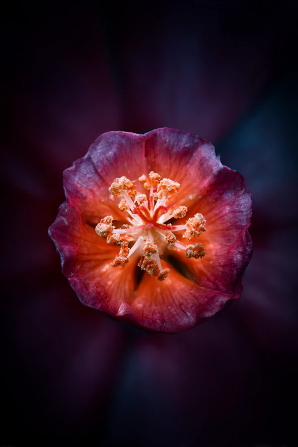 Vibrant Flower Close-Up