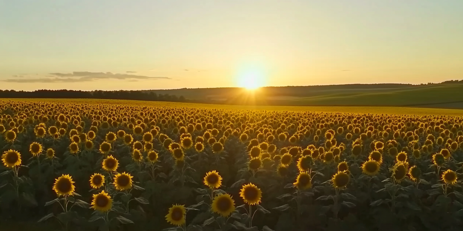 Sunflower Field at Sunset