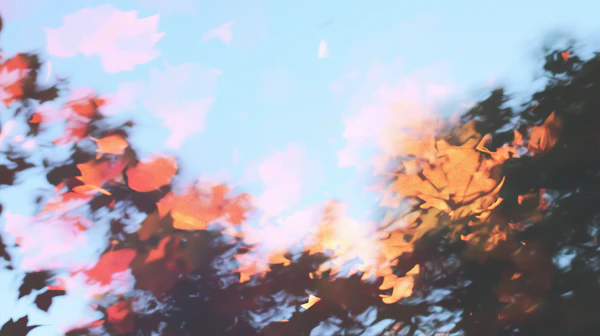 Dreamy Autumn Leaves