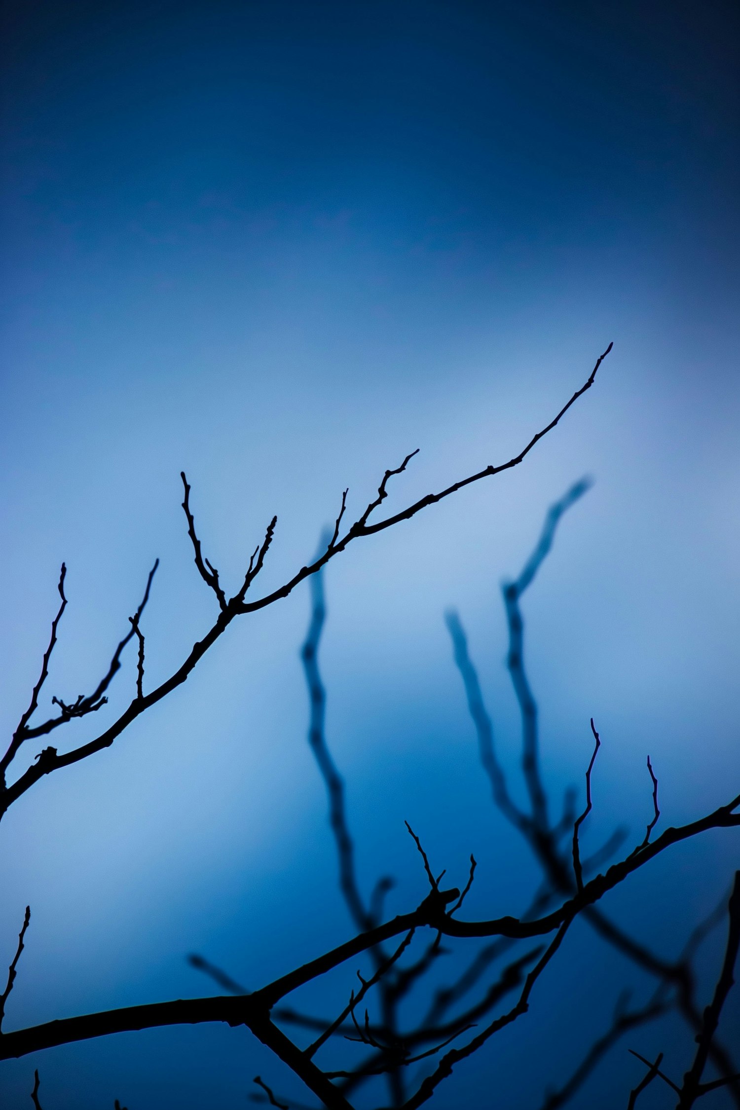 Solitude in Branches