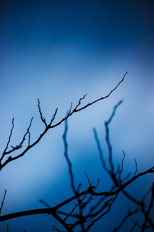 Solitude in Branches