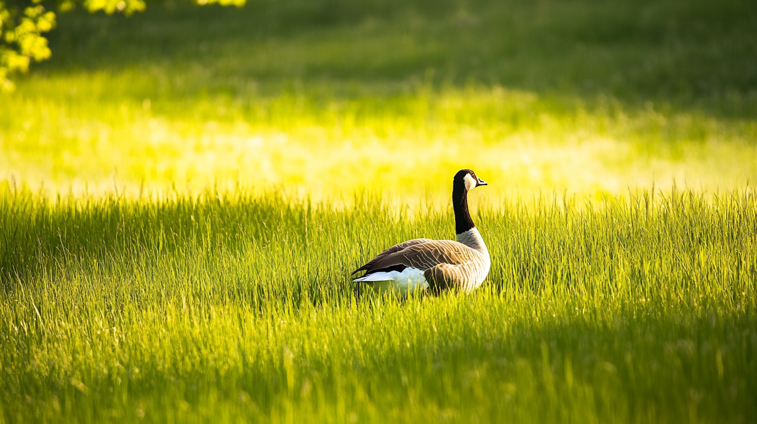 Canada Goose in Sunlit Field