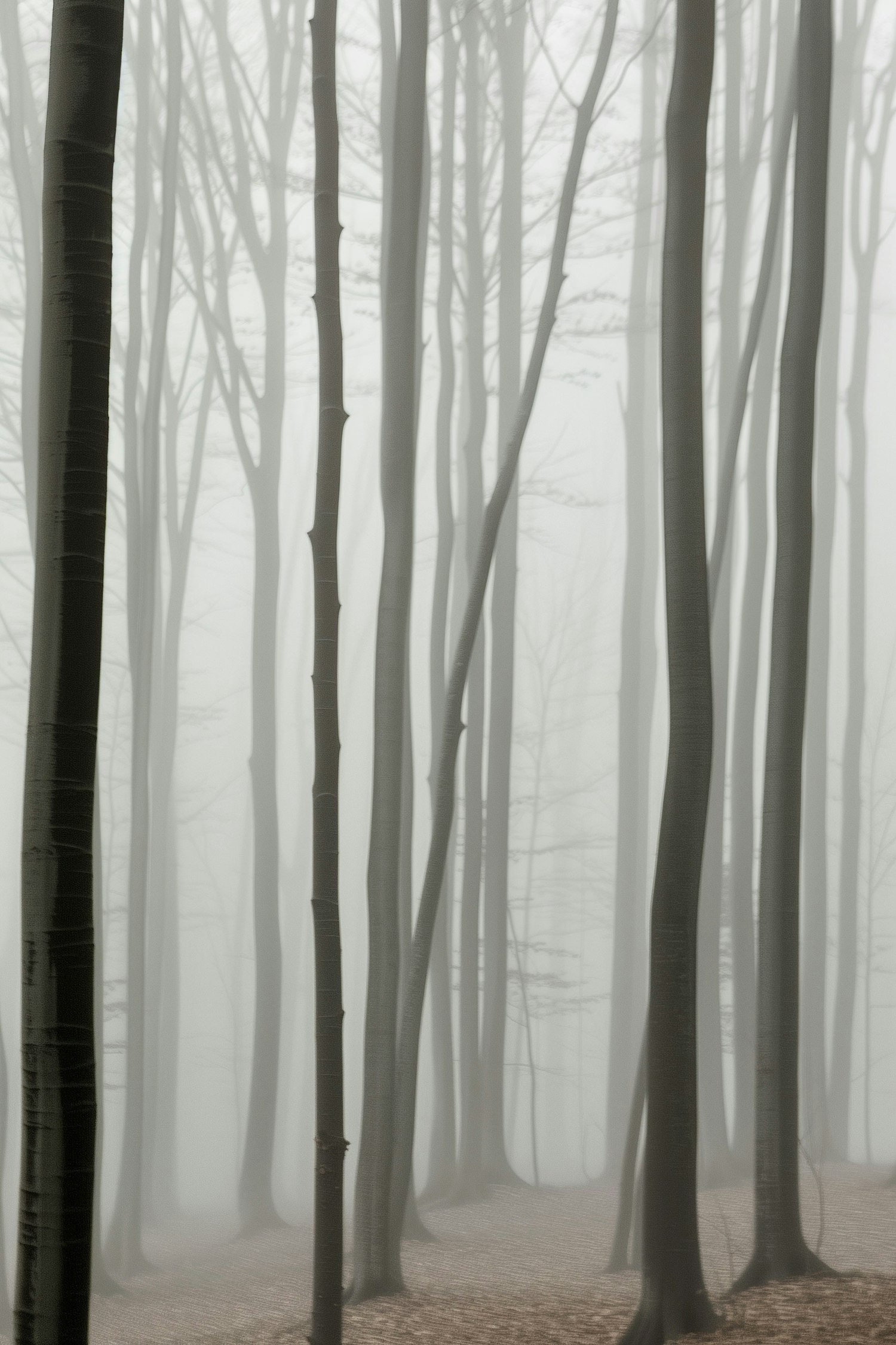 Mystic Forest in Fog