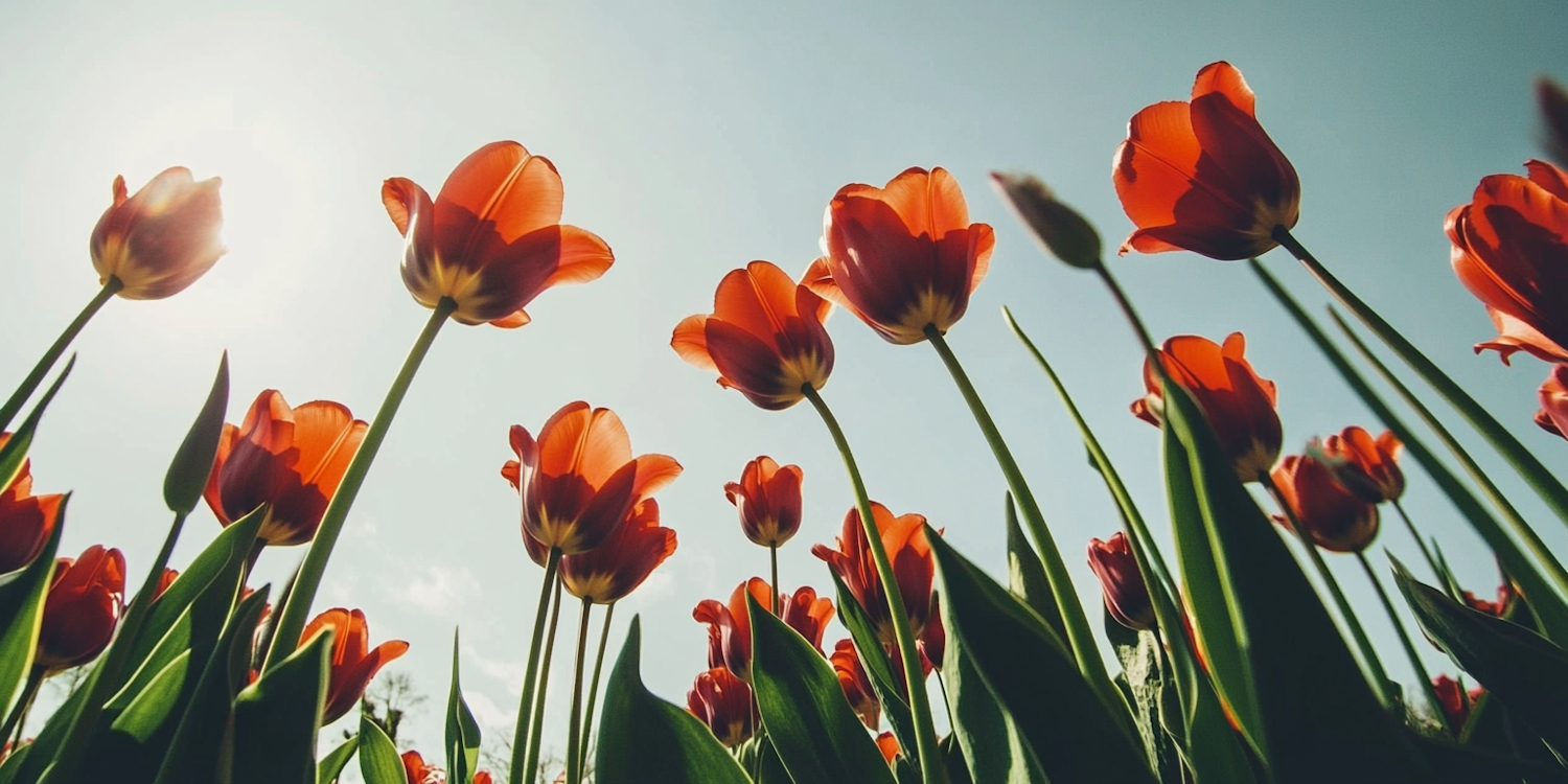 Vibrant Field of Red Tulips