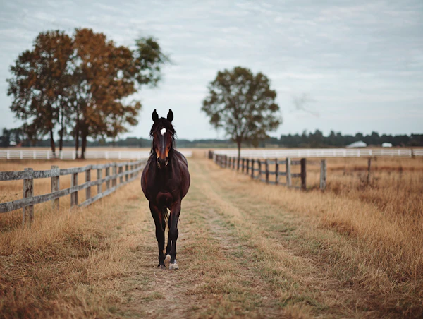 Horse on Countryside Path