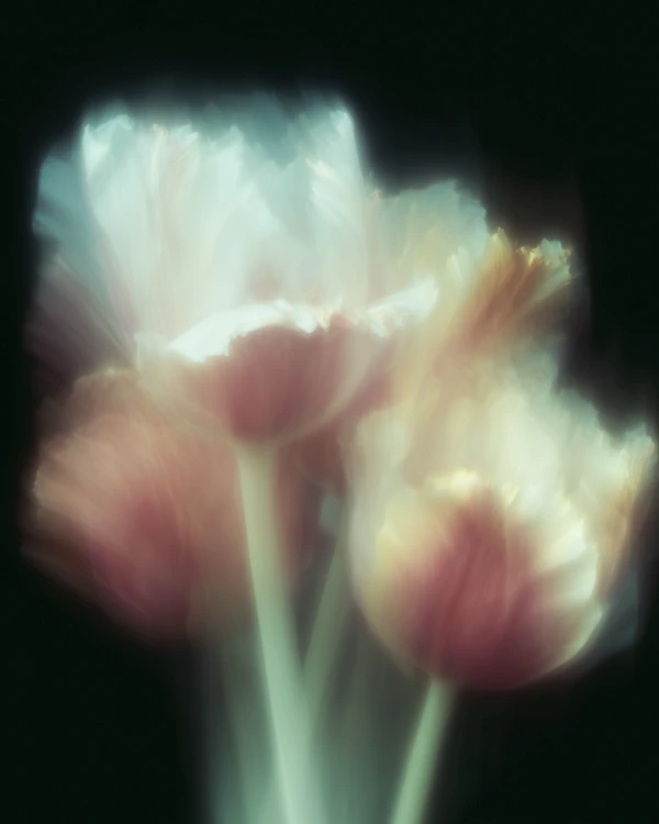 Ethereal Tulip Blooms