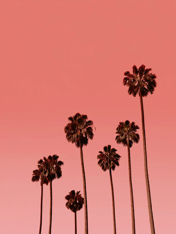 Palm Trees at Sunset