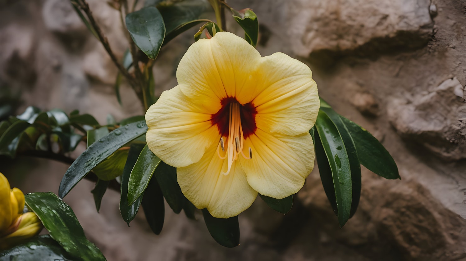 Vibrant Yellow Flower with Red Center