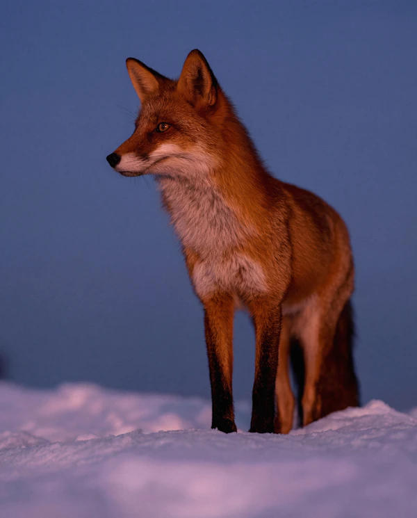 Twilight Fox Elegance