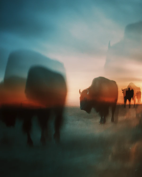 Bison at Sunset