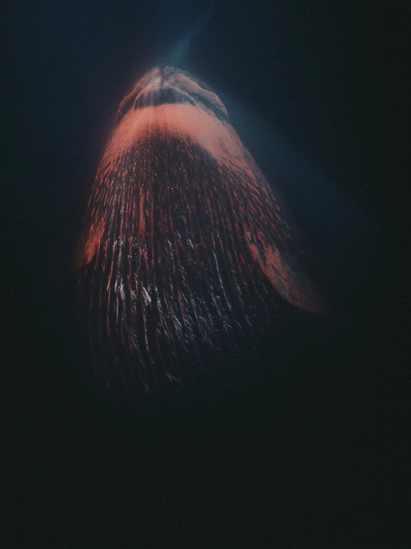 Majestic Underwater Whale