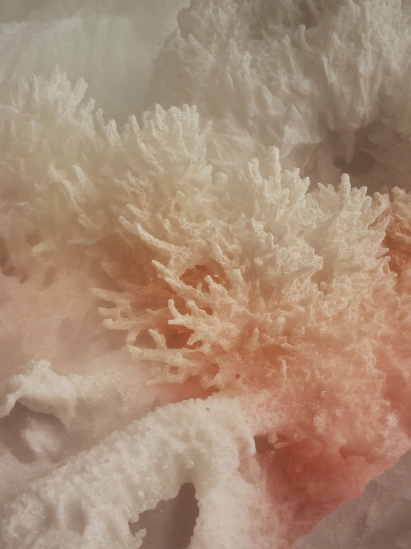 Coral Structure Close-Up