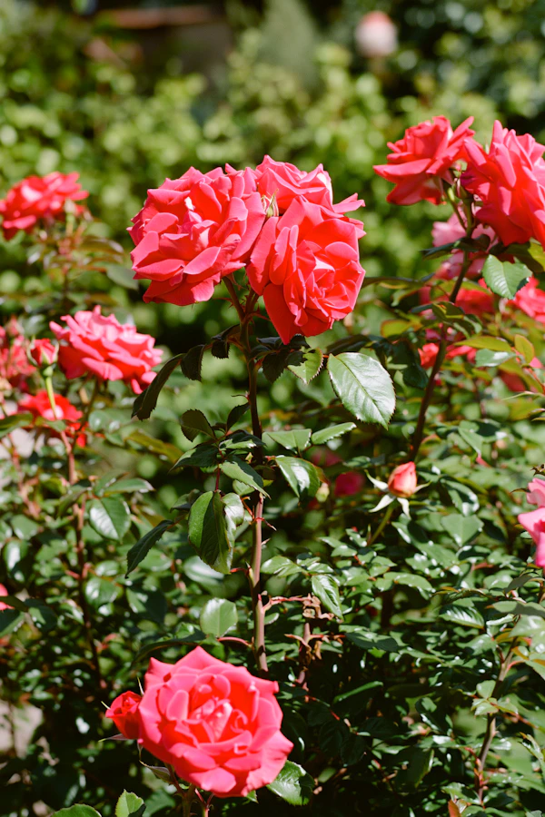 Vibrant Red Roses