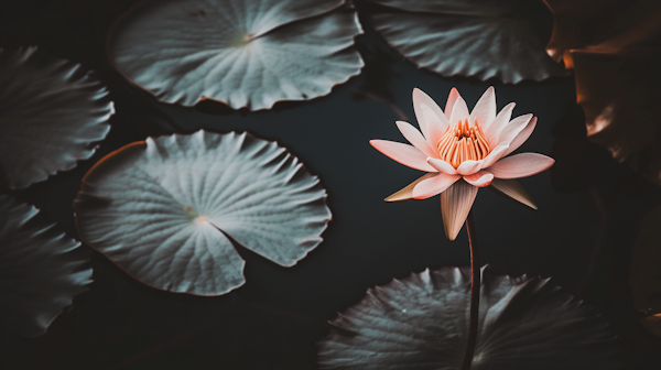 Serene Lotus Bloom