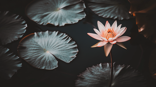 Serene Lotus Bloom