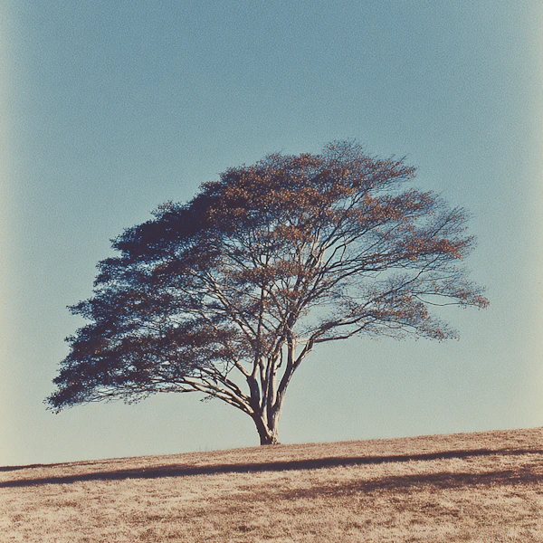 Solitary Tree on Hill