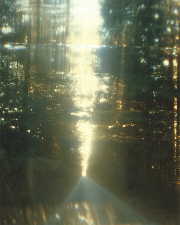 Serene Forest Path