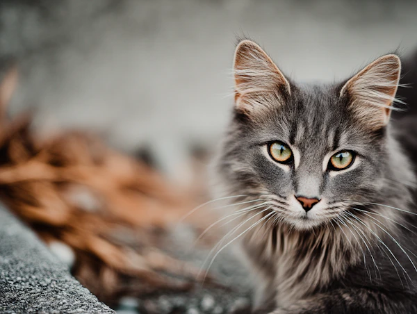 Gray Tabby Close-Up