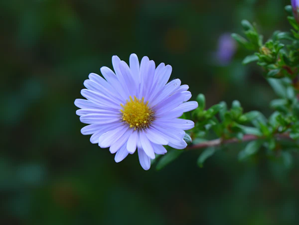 Purple Flower Close-Up