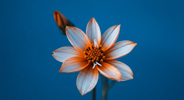 Orange White Flower Closeup