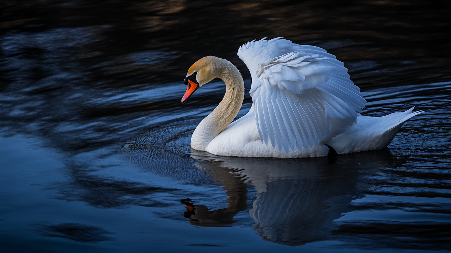 Graceful Swan on Serene Water