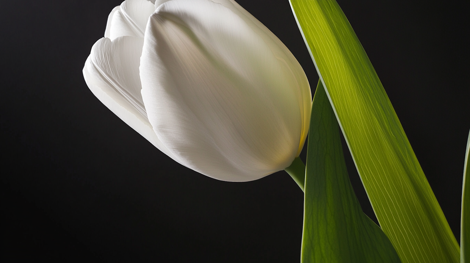 Close-up of White Tulip