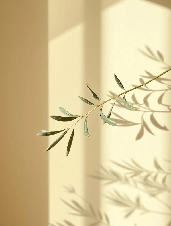 Olive Branch Shadows
