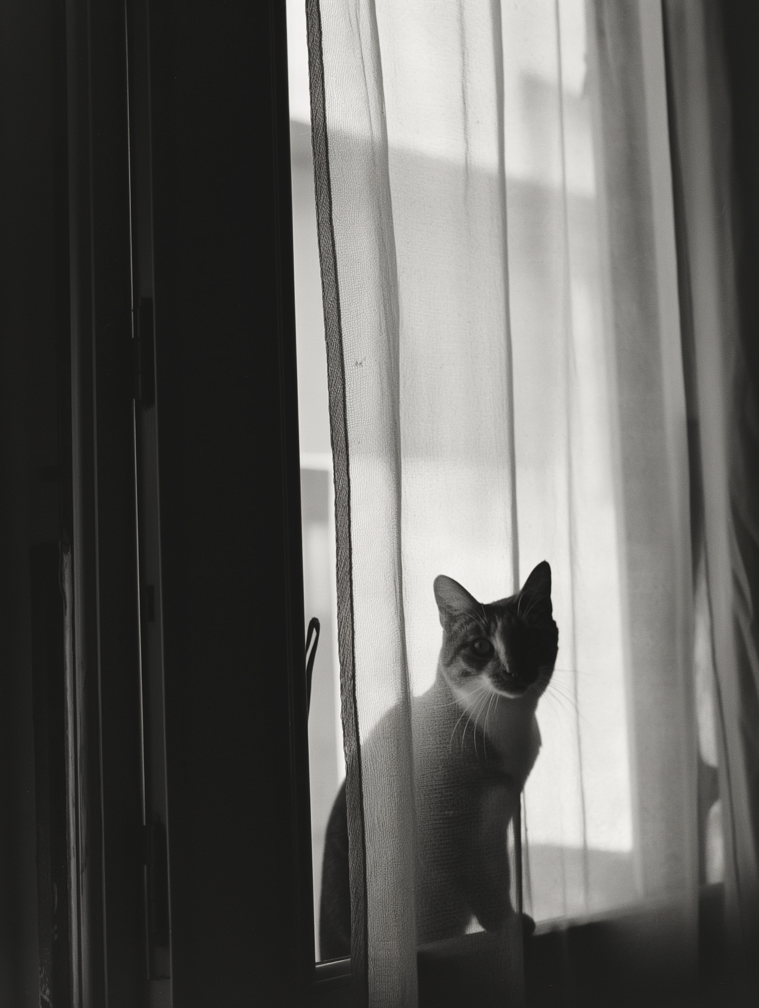 Cat on a windowsill in black and white