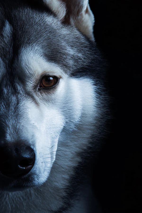 Siberian Husky Close-Up