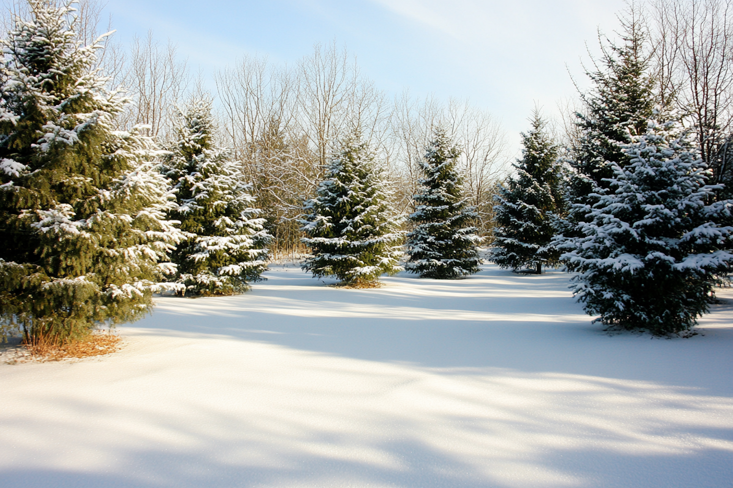 Serene Winter Landscape