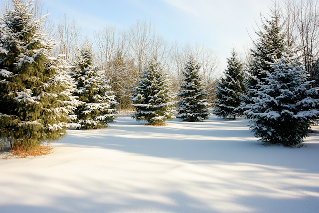 Serene Winter Landscape