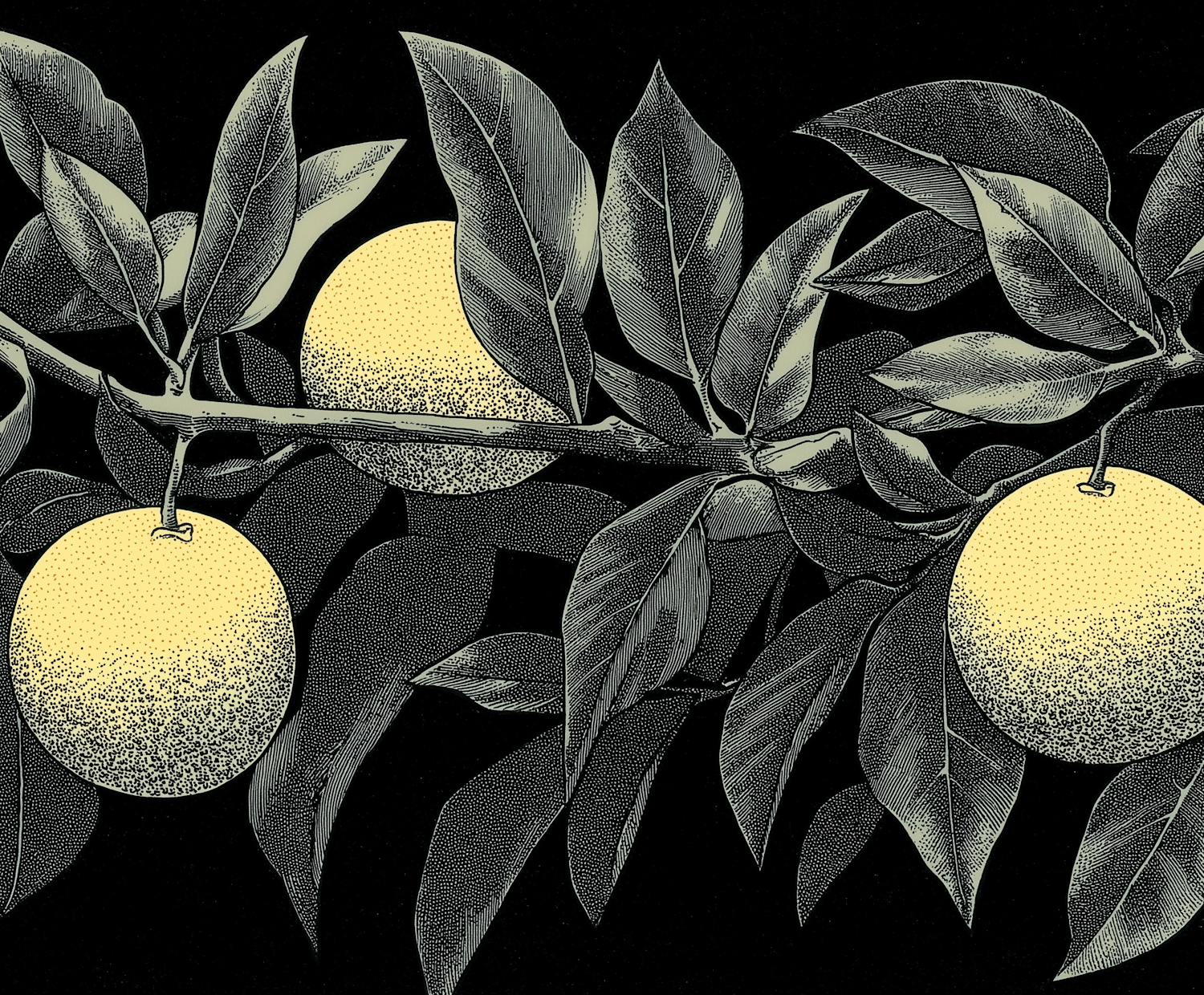 Citrus Fruits Illustration