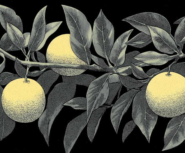 Citrus Fruits Illustration