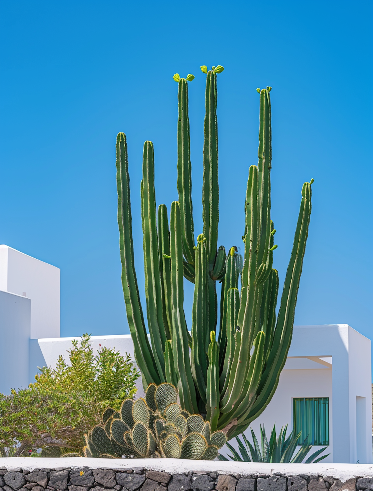 Modern Garden with Cactus