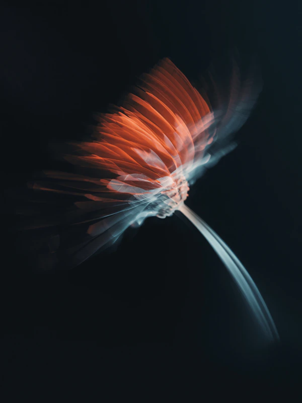 Ethereal Orange Flower