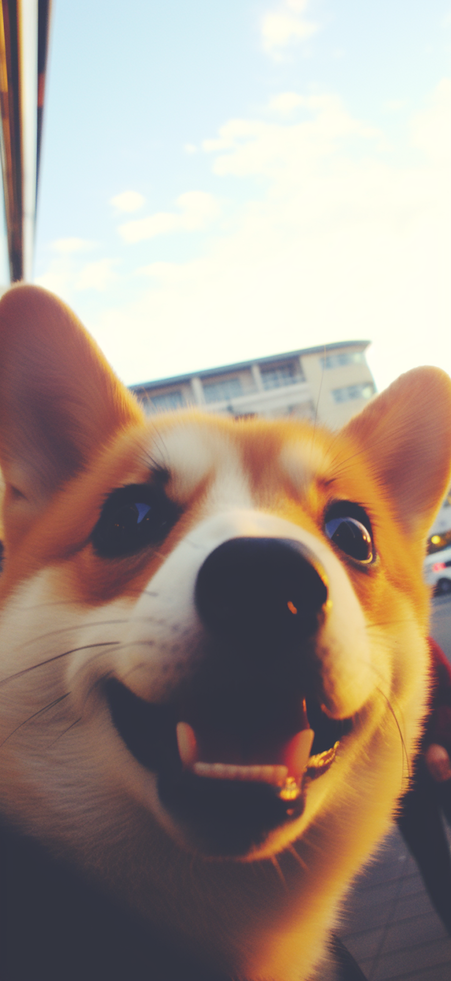 Close-Up Cheerful Corgi