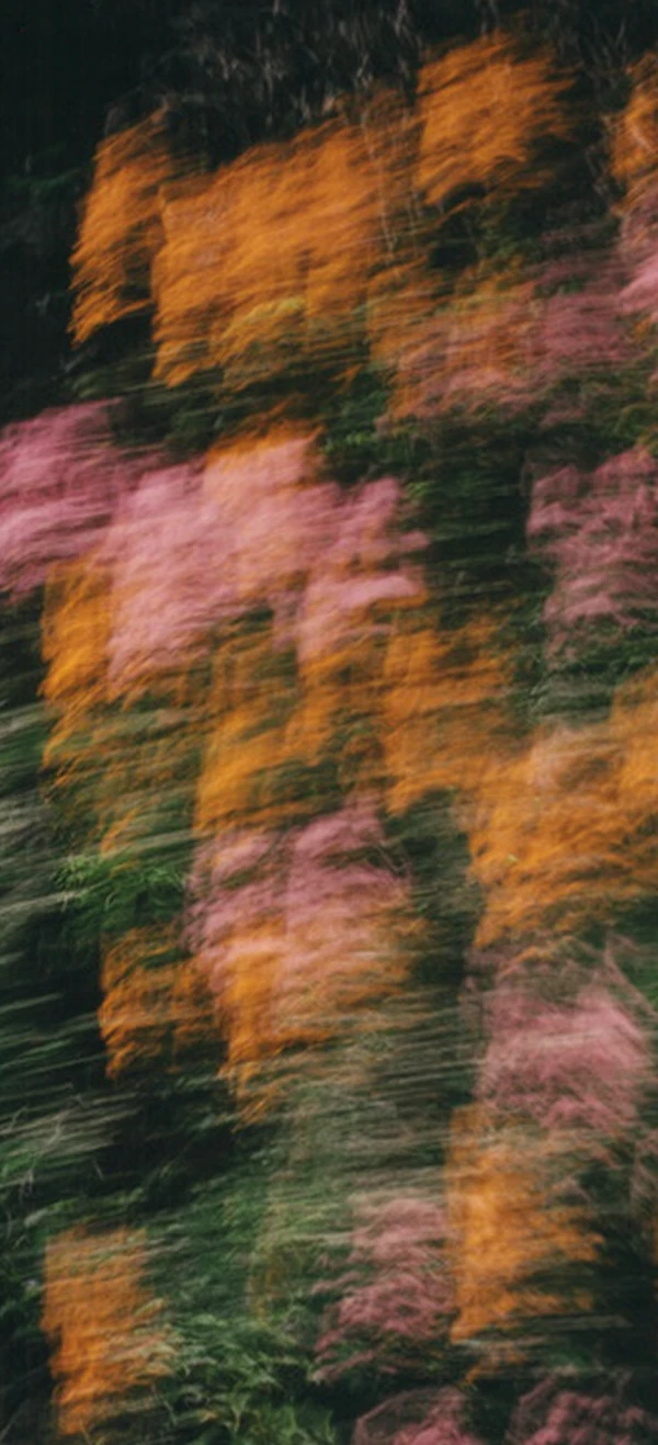 Abstract Floral Motion