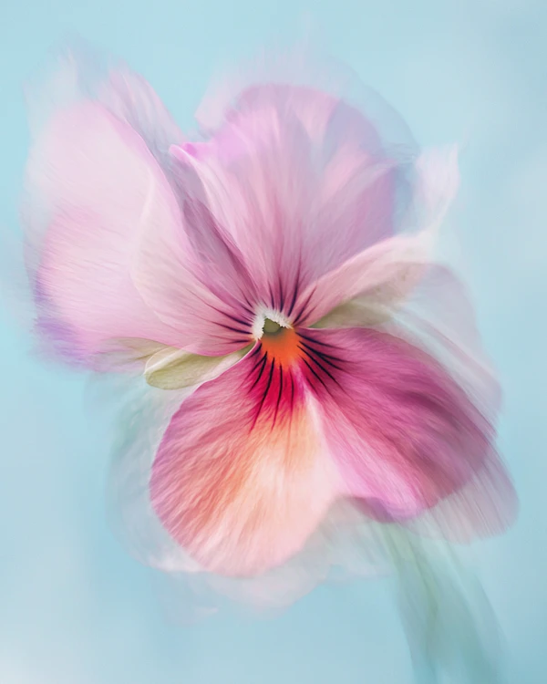 Dreamy Pansy Close-Up