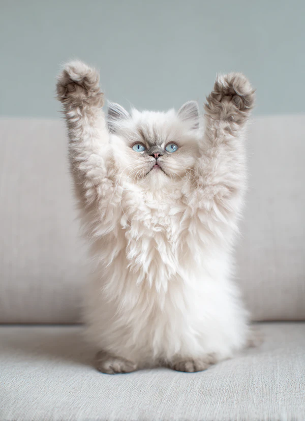 Persian Cat on Couch