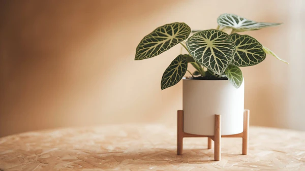 Minimalist Plant Decor