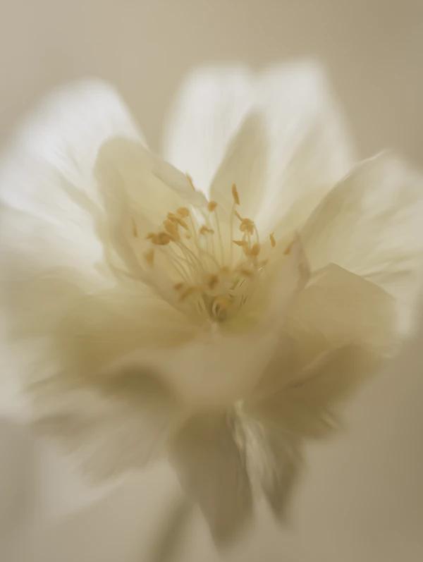 Delicate White Flower
