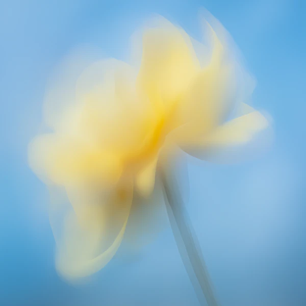 Dreamy Yellow Flower