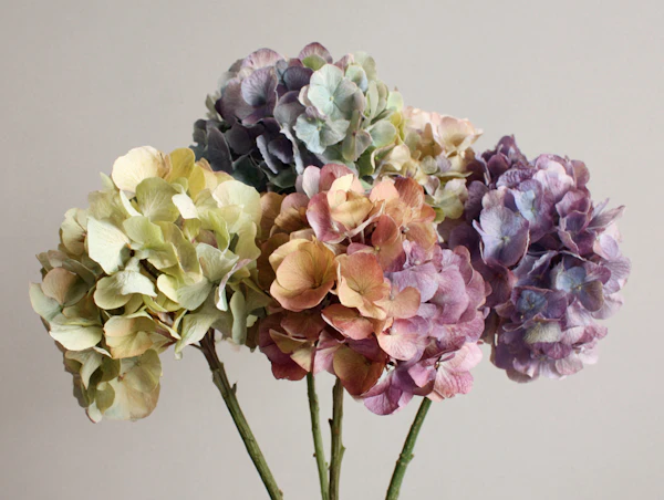 Vivid Hydrangea Blossoms