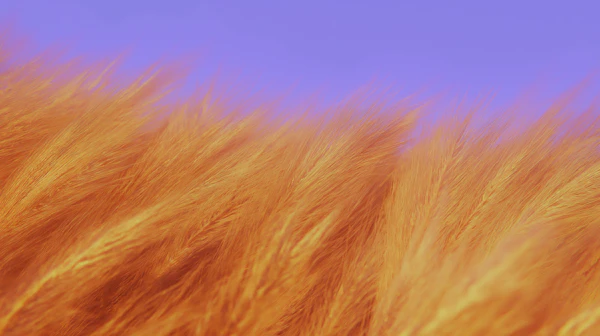 Golden Grass at Sunset